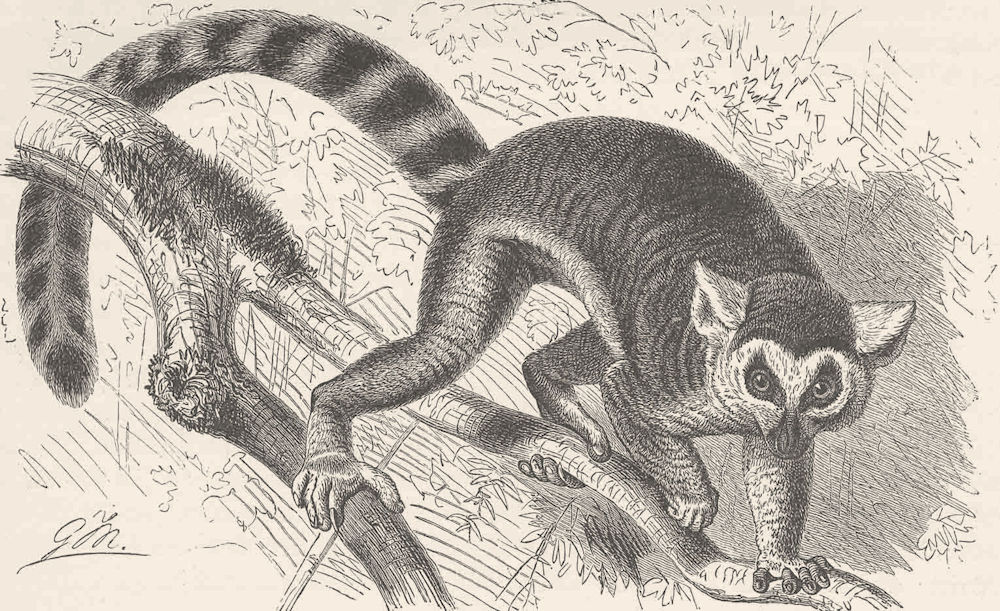 PRIMATES. The ring-tailed lemur 1893 old antique vintage print picture