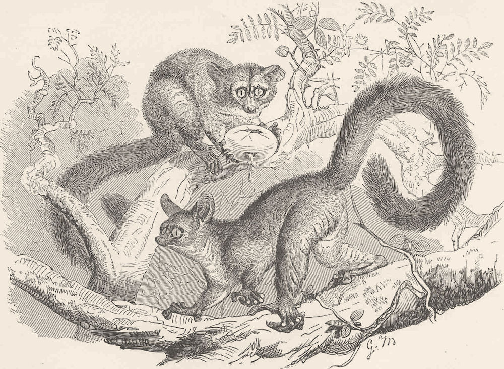 PRIMATES. The great galago 1893 old antique vintage print picture