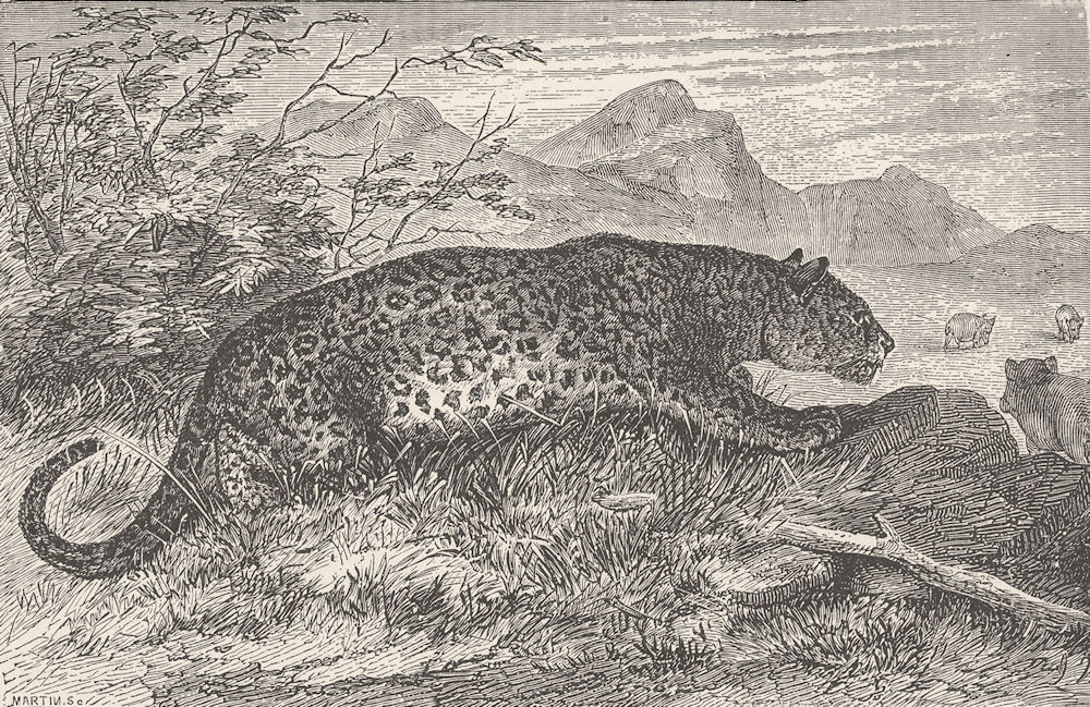 LEOPARDS. Leopard on the prowl 1893 old antique vintage print picture