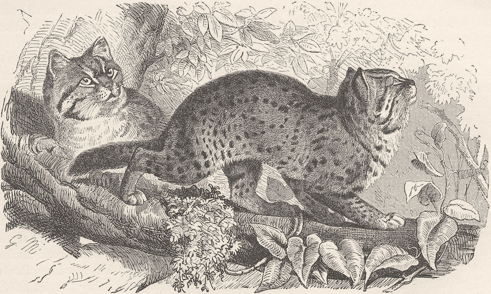 LEOPARDS. The leopard-cat 1893 old antique vintage print picture