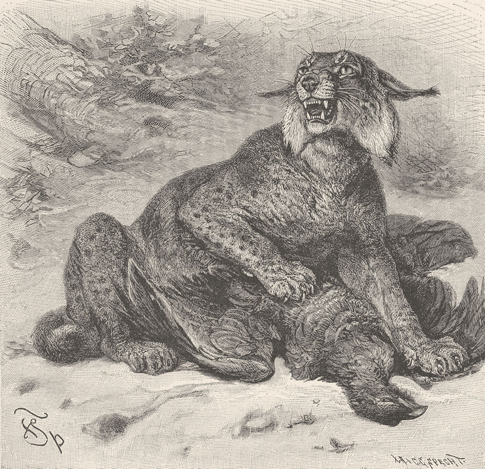 CARNIVORES. The European lynx 1893 old antique vintage print picture