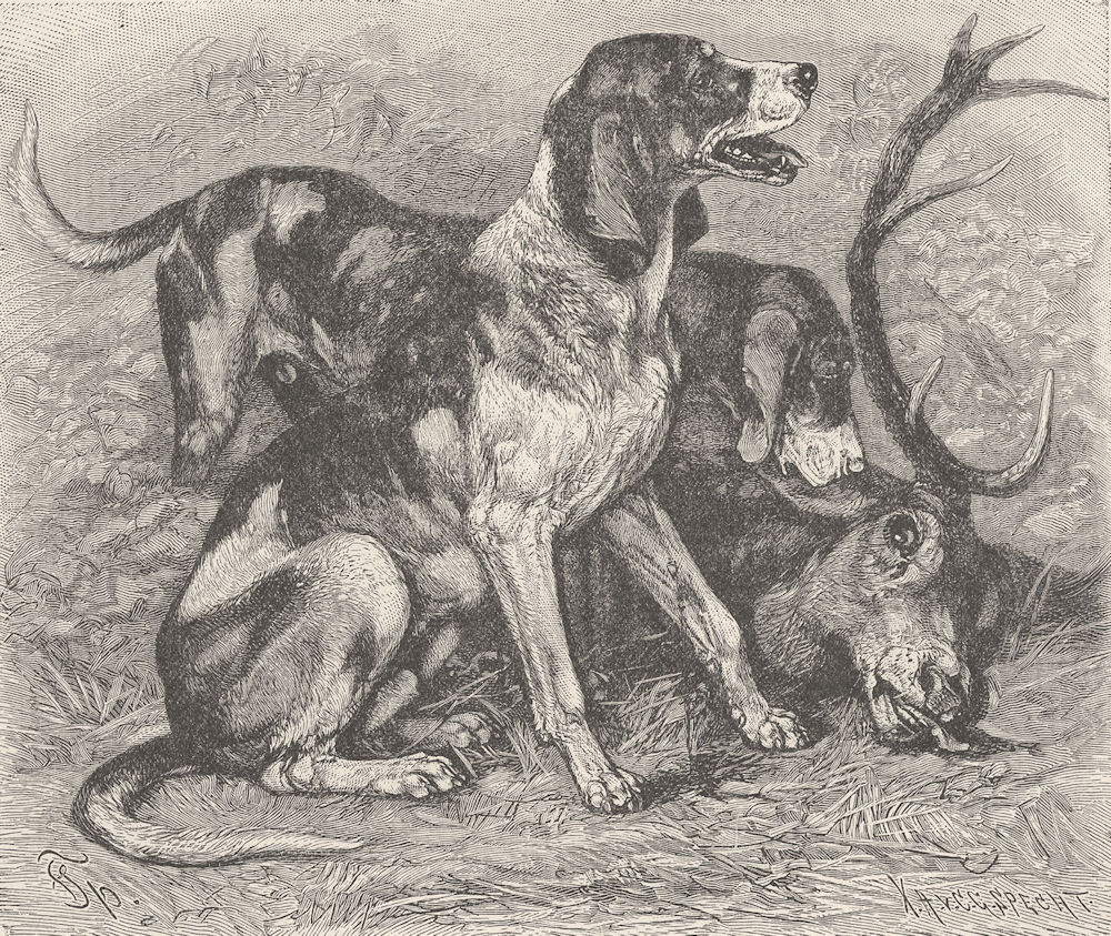 Associate Product DOGS. Staghounds after a chase 1893 old antique vintage print picture