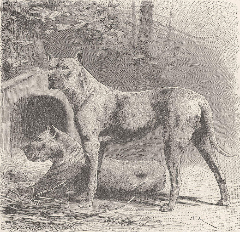 CARNIVORES. German boarhounds 1893 old antique vintage print picture