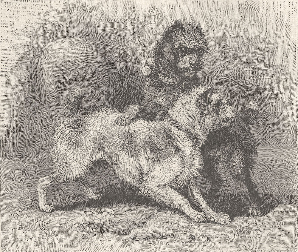 CARNIVORES. Welsh terriers 1893 old antique vintage print picture