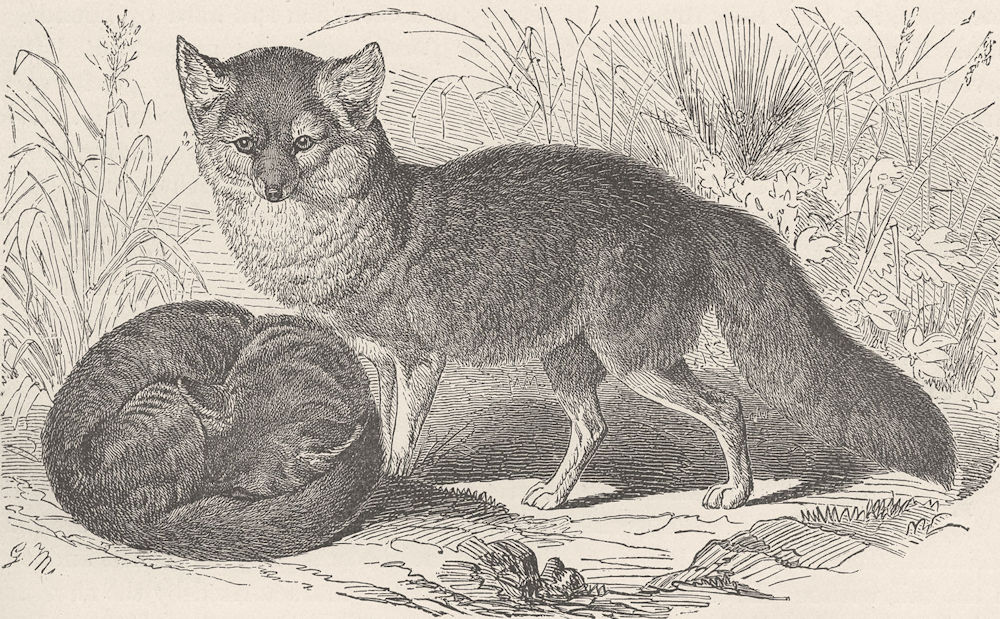 FOXES. The grey fox 1893 old antique vintage print picture