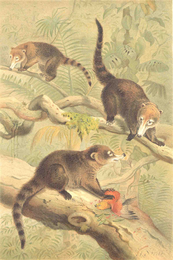 Associate Product MAMMALS. White-nosed coati 1894 old antique vintage print picture