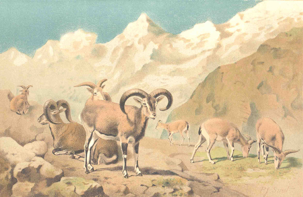 SHEEP. Bharal 1894 old antique vintage print picture