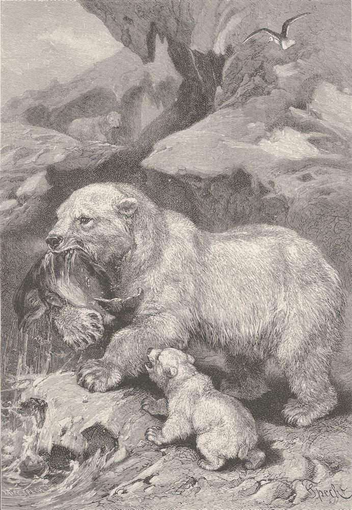 POLAR REGIONS. Bears & prey 1894 old antique vintage print picture