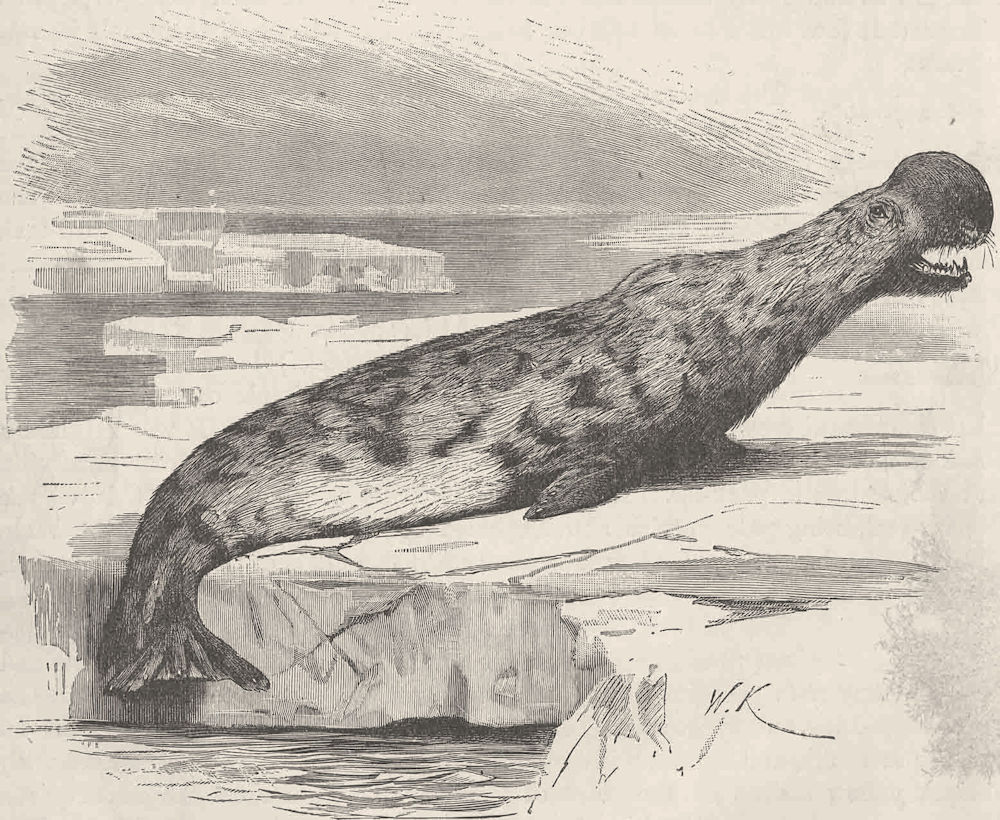 CARNIVORES. The Crested seal 1894 old antique vintage print picture
