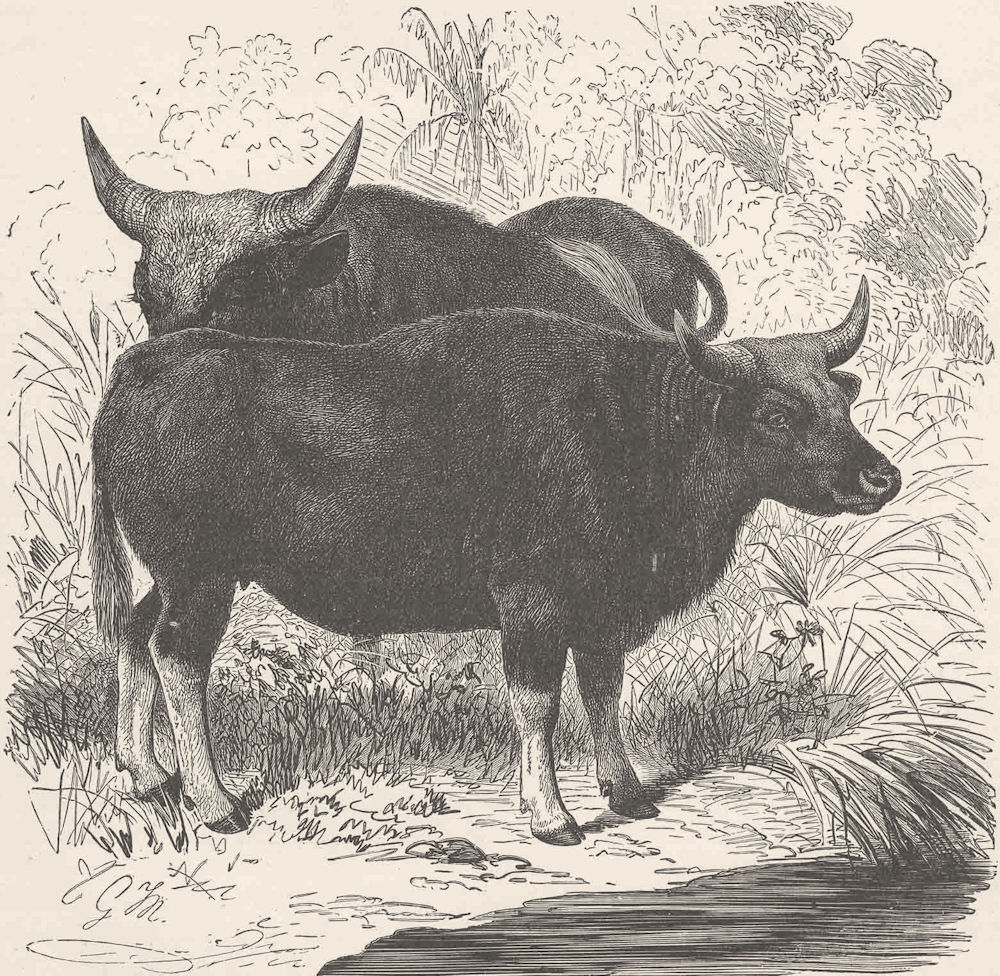 COWS. Cow gayals 1894 old antique vintage print picture