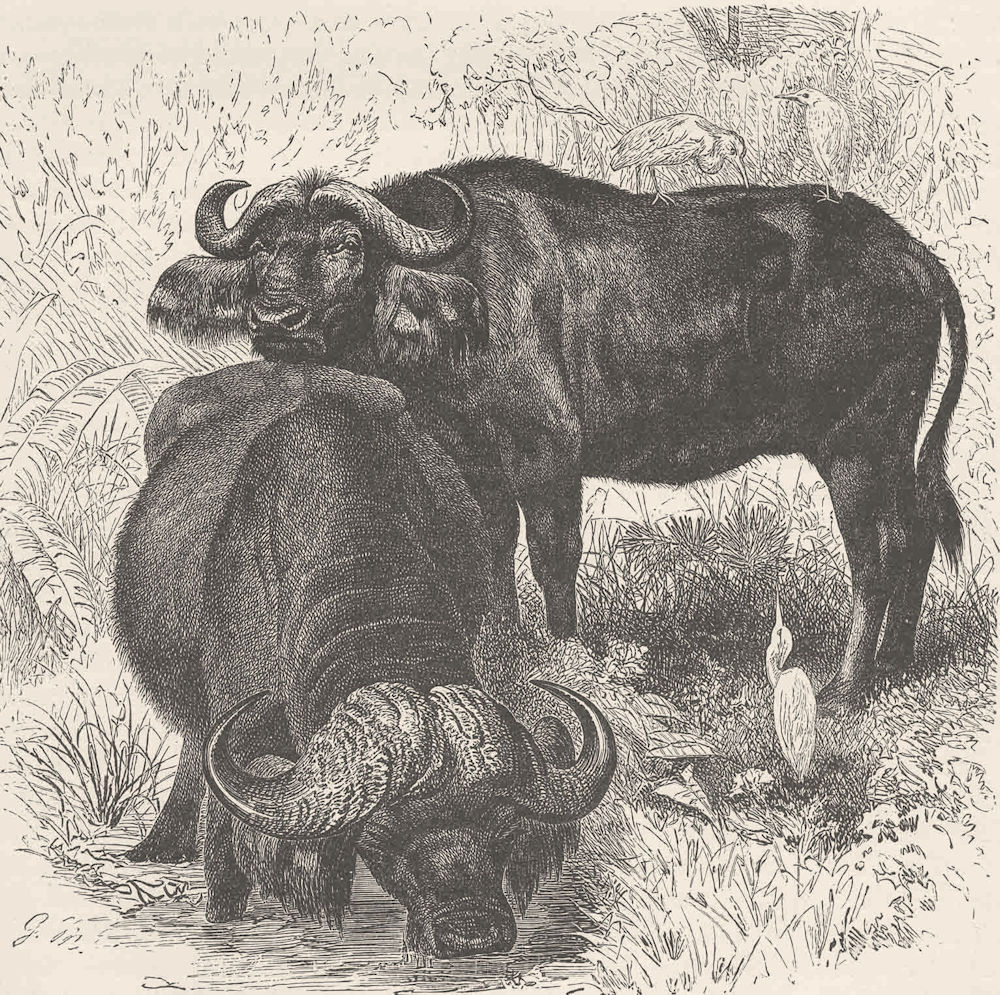 UNGULATES. Cape buffalo 1894 old antique vintage print picture