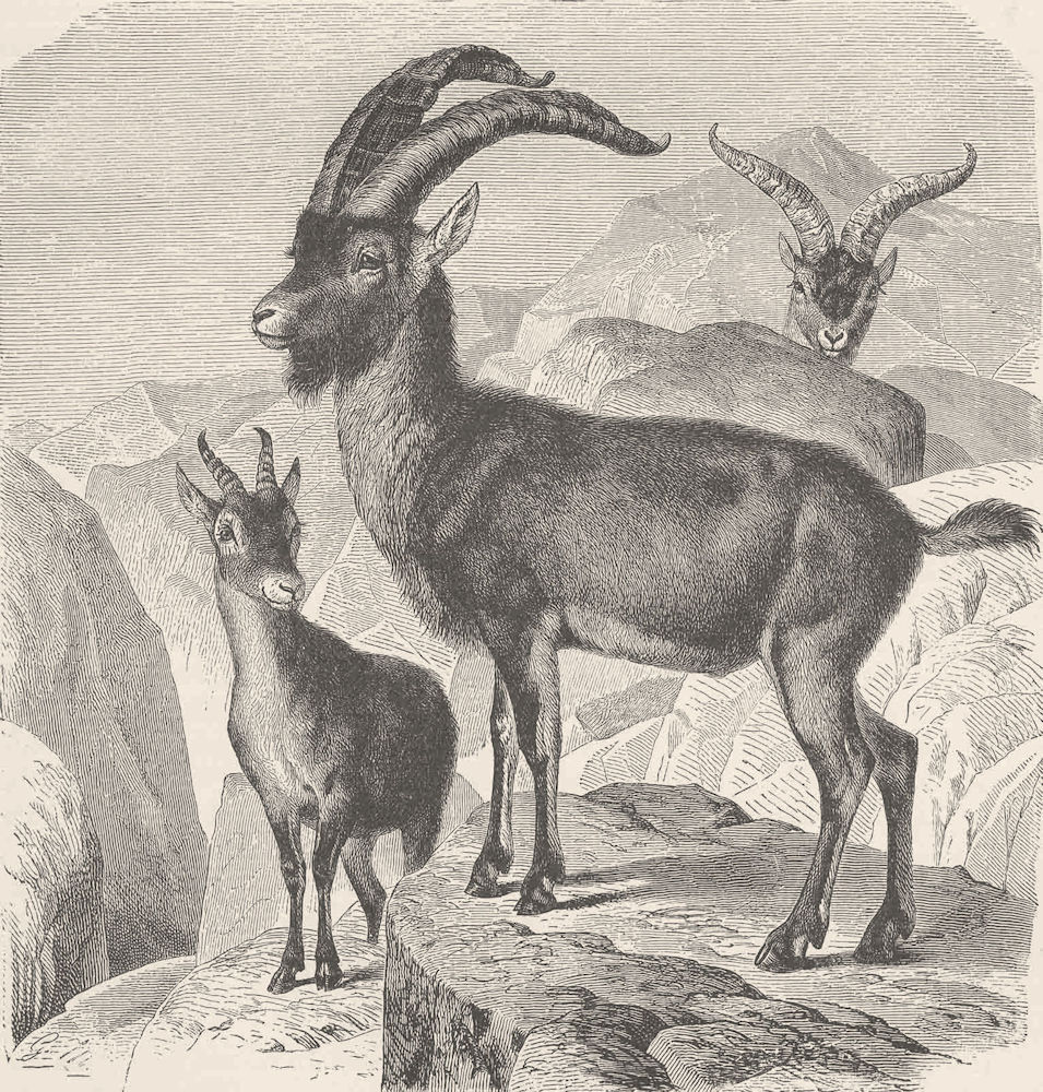 Associate Product GOATS. The Spanish wild goat 1894 old antique vintage print picture