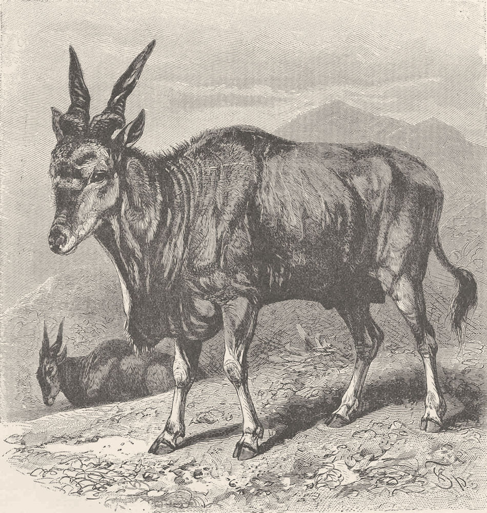 UNGULATES. The eland 1894 old antique vintage print picture