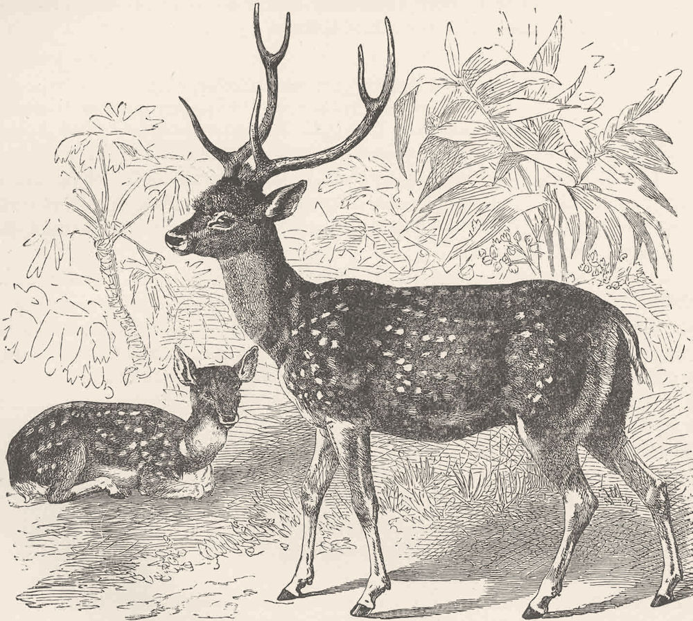 INDIA. The Indian spotted deer 1894 old antique vintage print picture