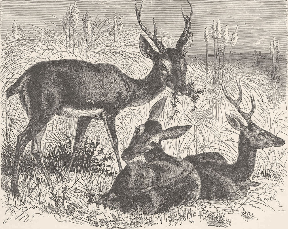 DEER. The pampas deer 1894 old antique vintage print picture