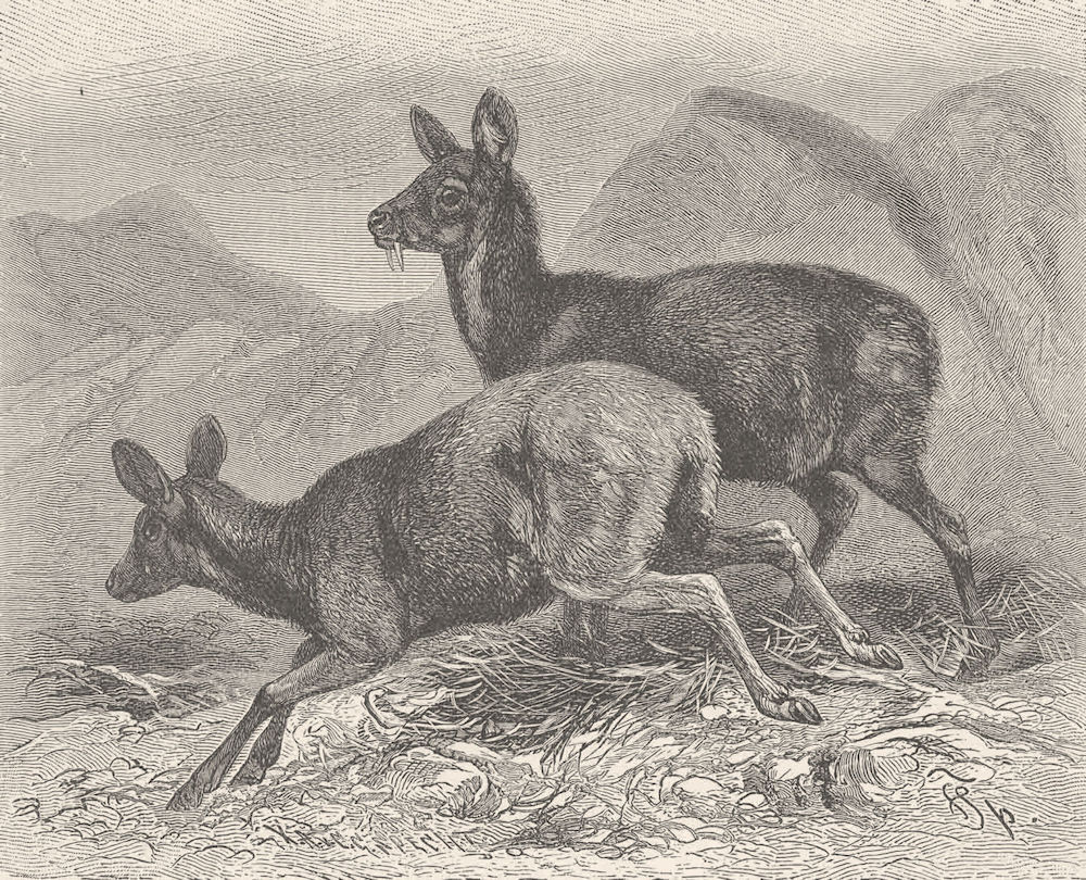 DEER. Male and female musk deer 1894 old antique vintage print picture