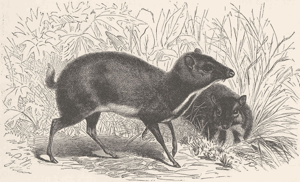 Associate Product UNGULATES. Smaller Malayan chevrotain  1894 old antique vintage print picture