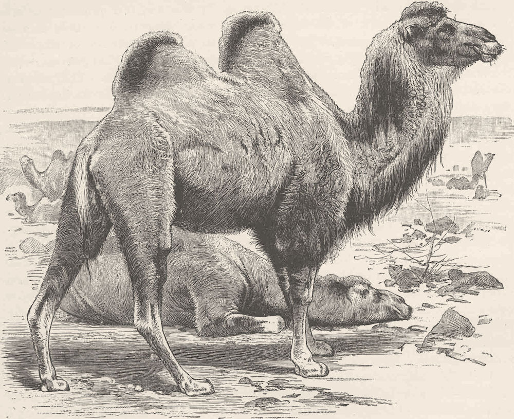 CAMELS. The Bactrian camel 1894 old antique vintage print picture