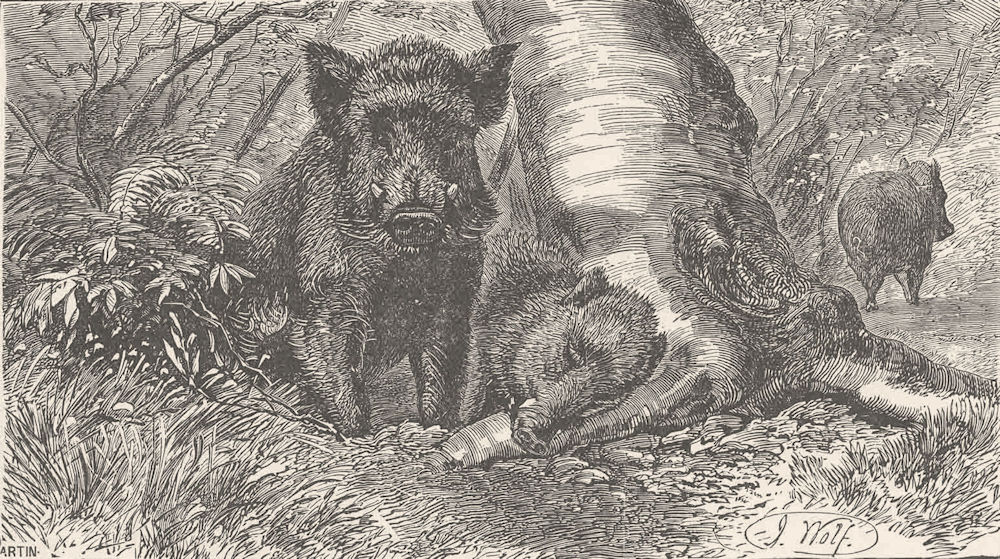 PIGS. A sounder of wild swine 1894 old antique vintage print picture