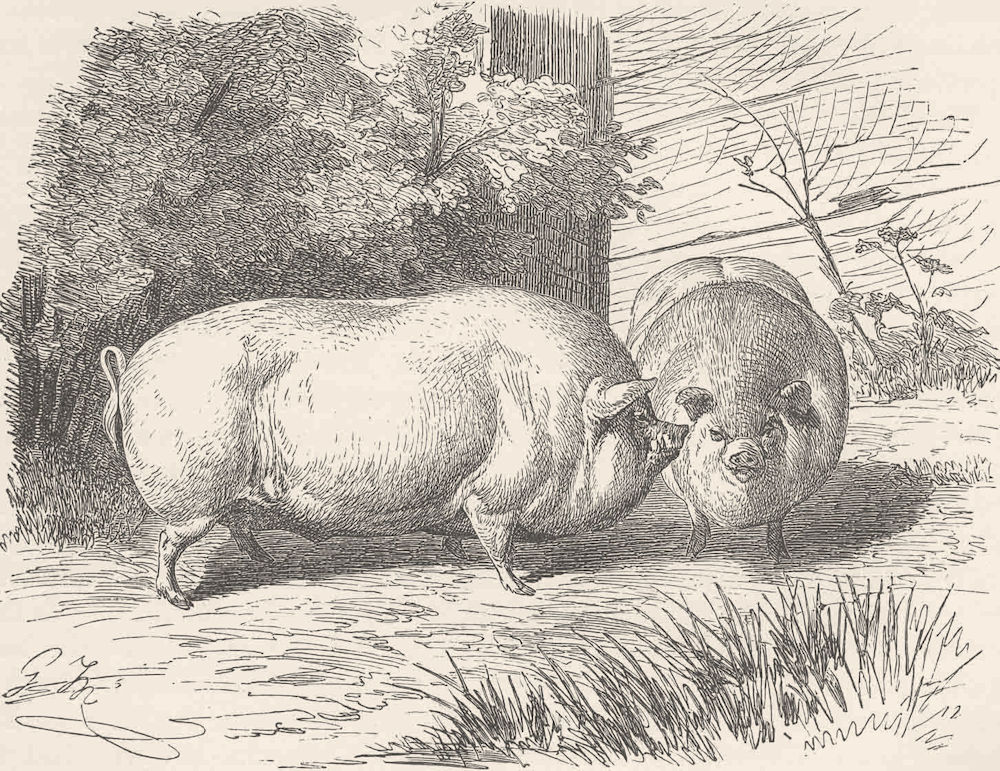 PIGS. Dwarf Chinese pig 1894 old antique vintage print picture