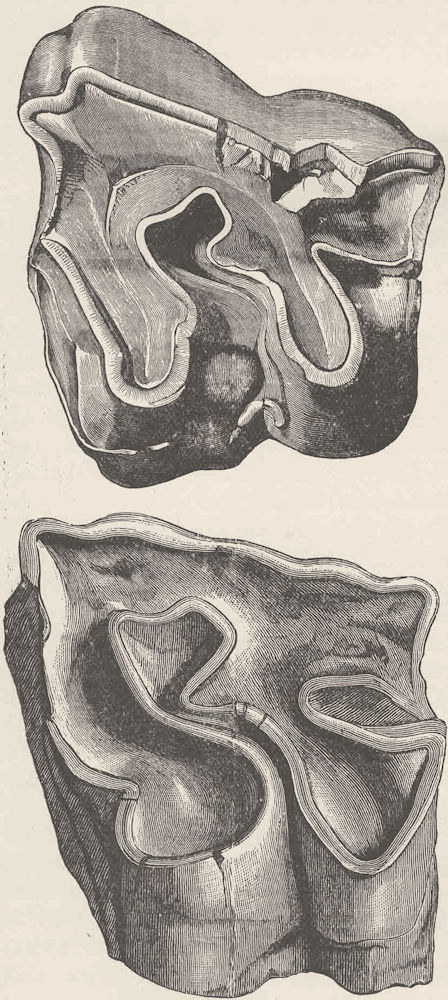 RHINOCEROS. Molar teeth of 2 extinct species 1894 old antique print picture