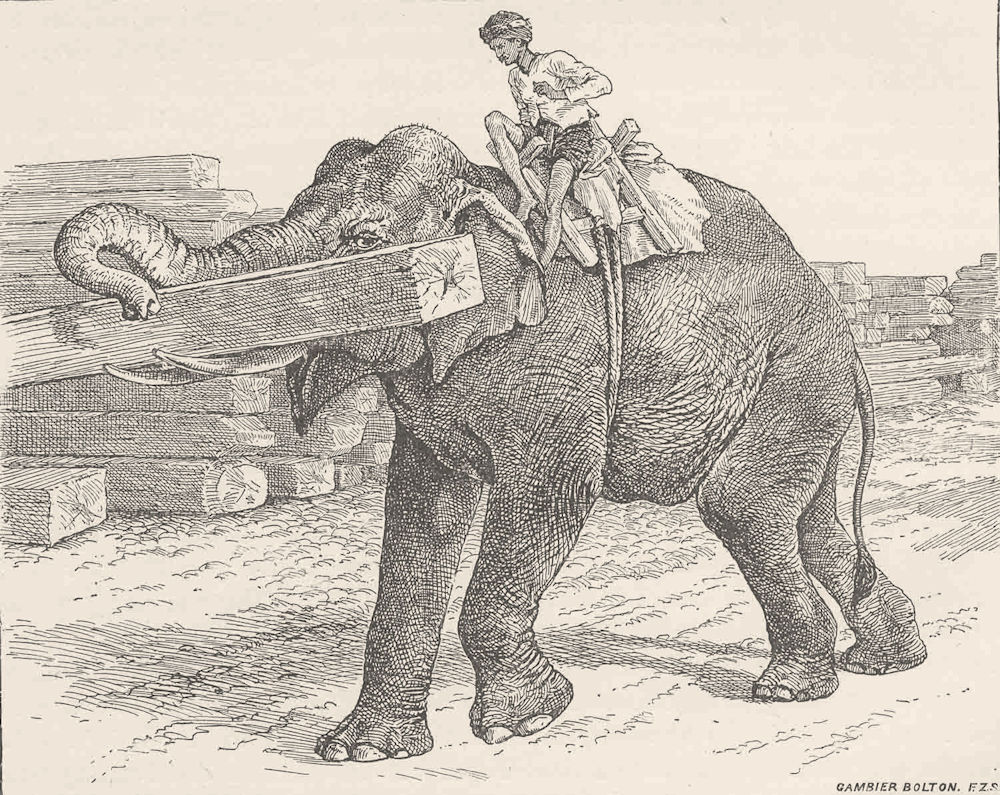 ELEPHANTS. Elephant carrying timber 1894 old antique vintage print picture