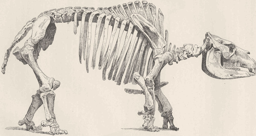 UNGULATES. Skeleton of Toxodon 1894 old antique vintage print picture