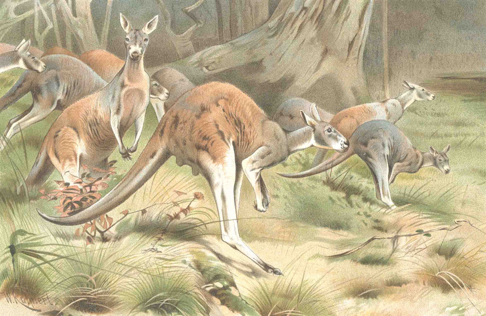 ANIMALS. The red kangaroo 1894 old antique vintage print picture