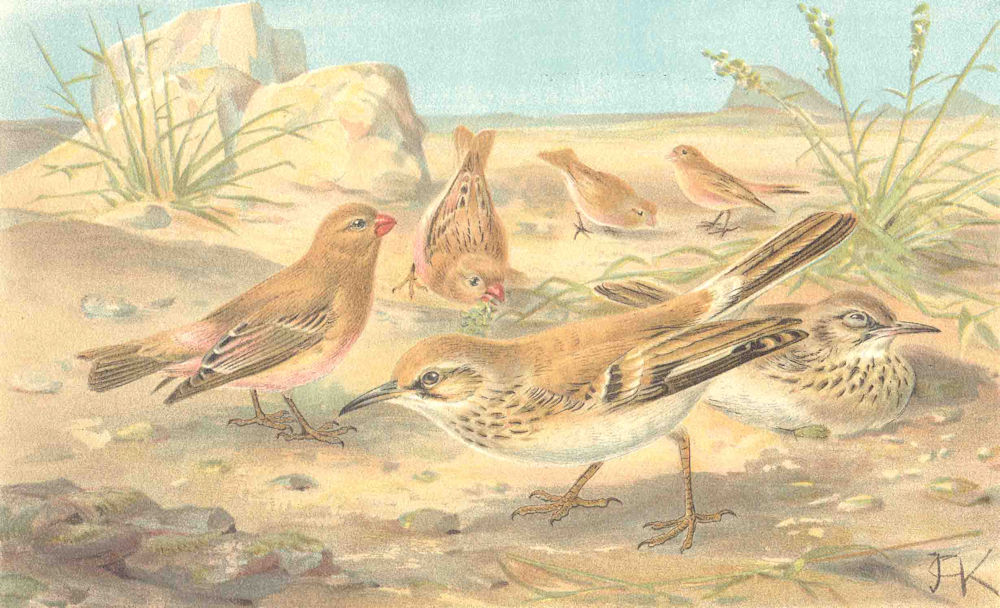 BIRDS. Desert finch and desert lark 1894 old antique vintage print picture
