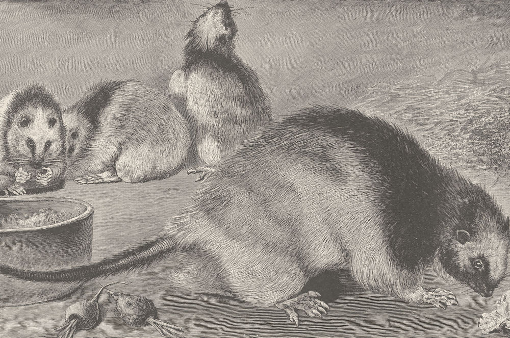 RODENTS. Philippine rats 1894 old antique vintage print picture