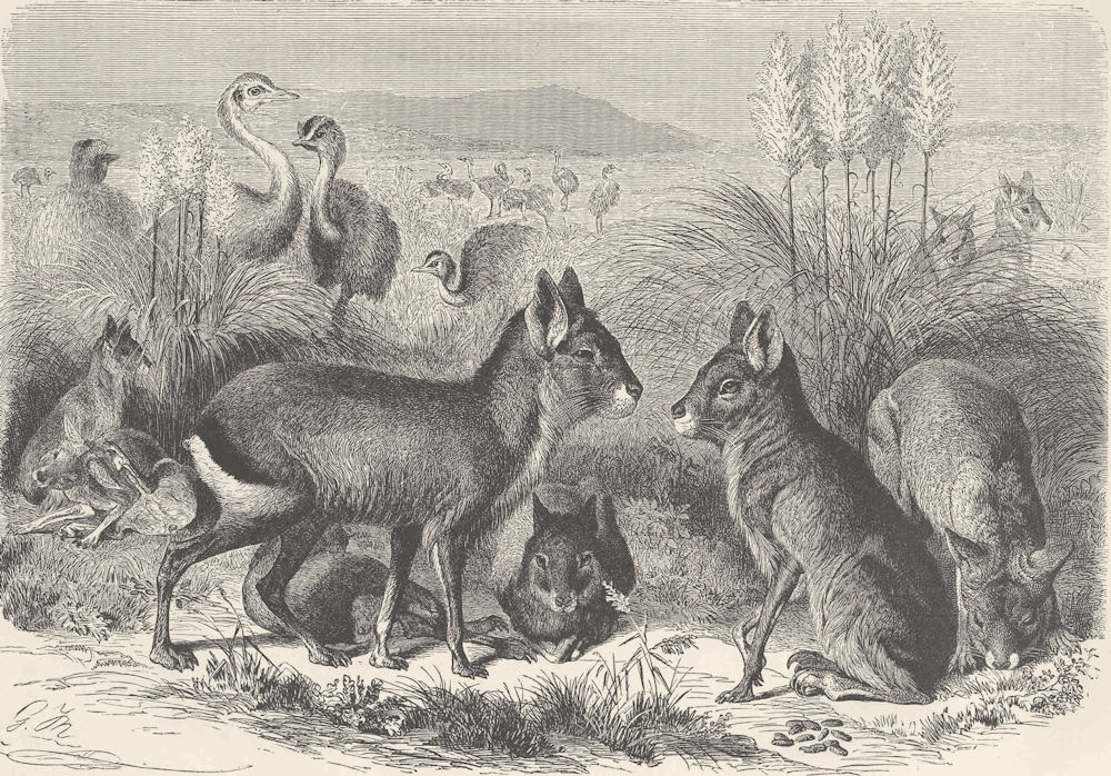 Associate Product BIRDS. a scene in South America with Rheas & Patagonian Cavies 1894 old print