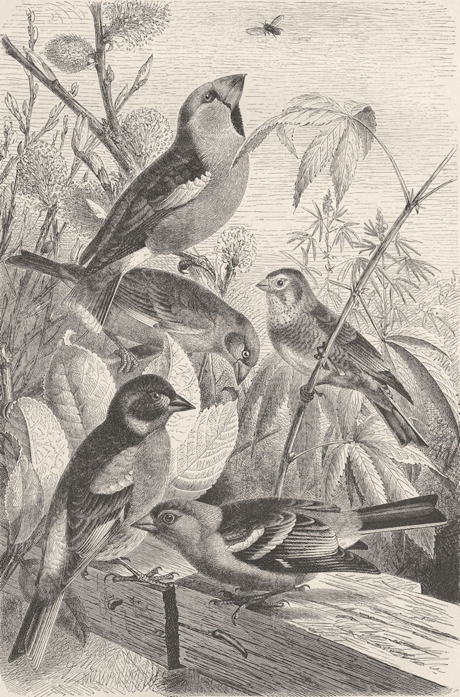 Associate Product FINCHES. Hawfinch; Greenfinch; Linnet; Brambling; Chaffinch 1894 old print