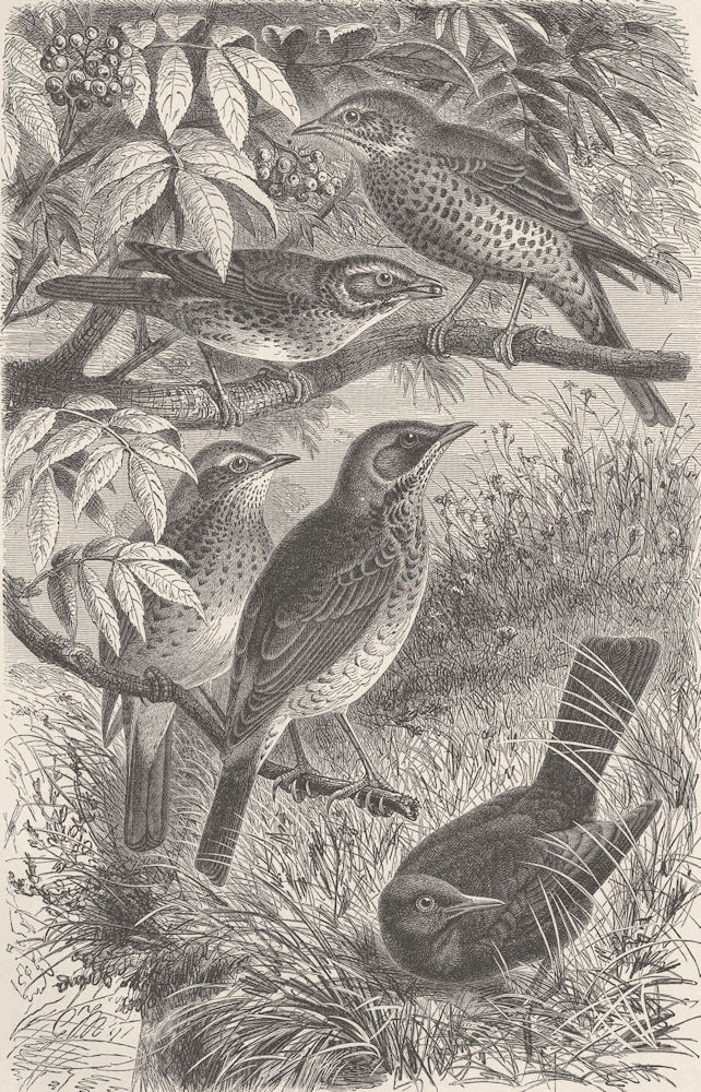 THRUSHES. Missel; Redwing; Song; Fieldfare; Blackbird 1894 old antique print