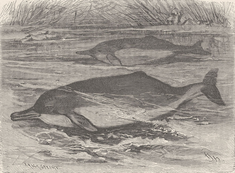 CETACEANS. The Amazonian dolphin 1894 old antique vintage print picture