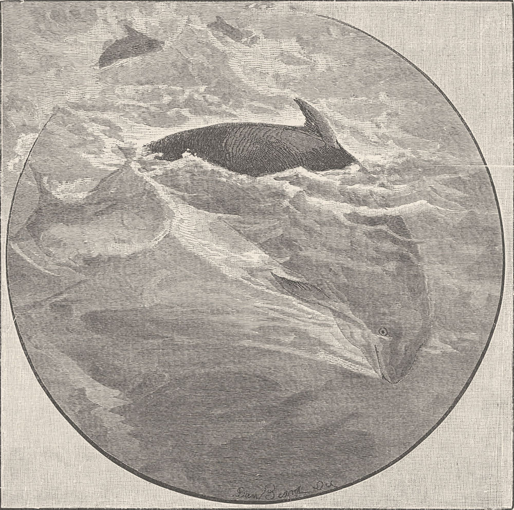 Associate Product CETACEANS. Porpoise diving 1894 old antique vintage print picture