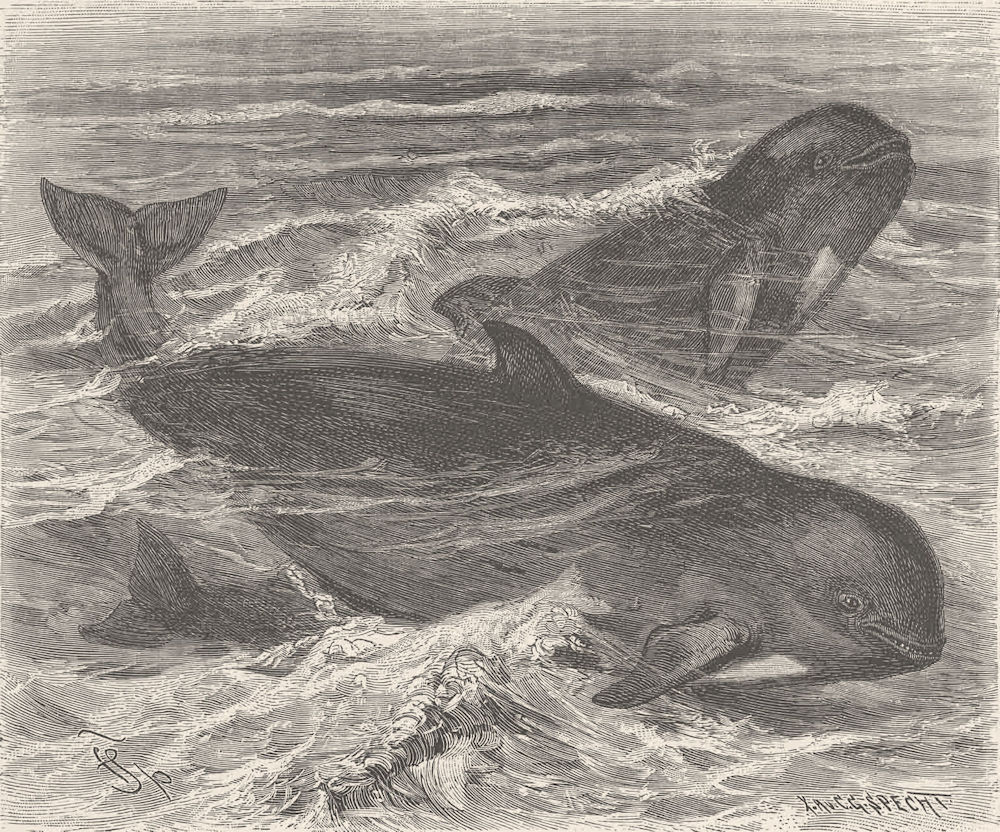 CETACEANS. The blackfish 1894 old antique vintage print picture