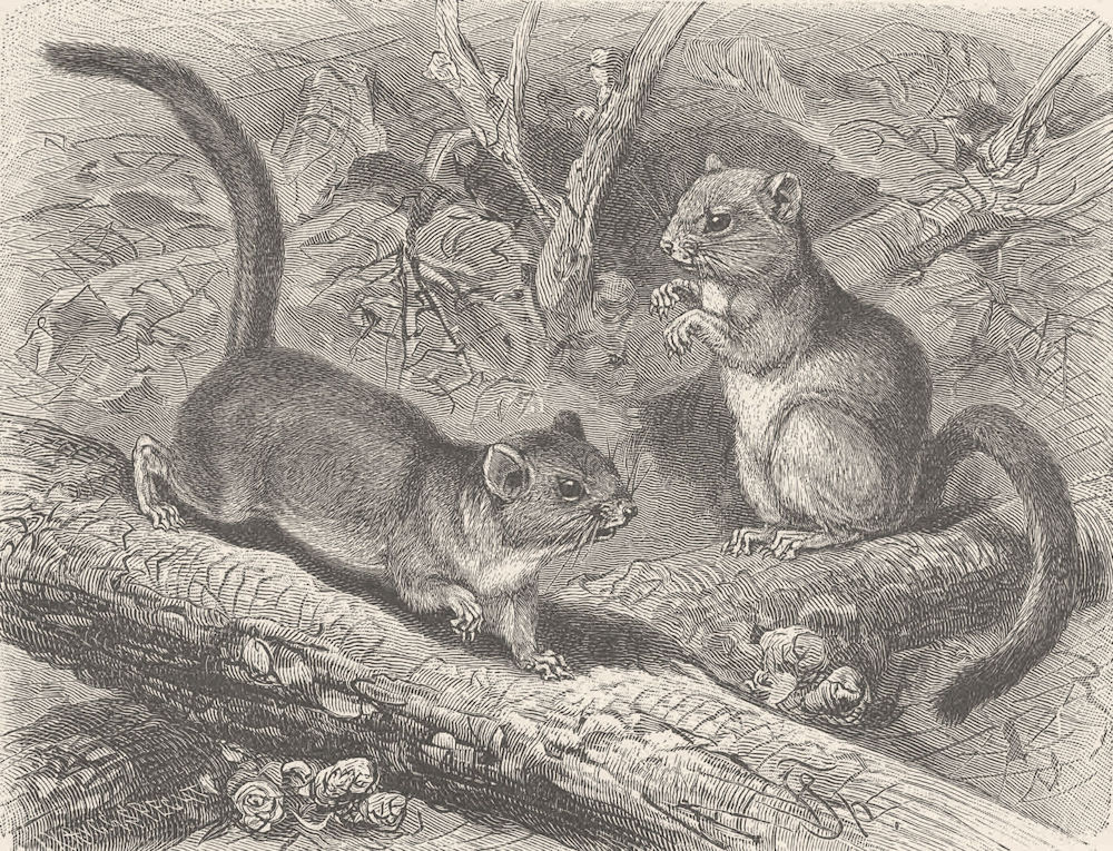 MICE. The common dormouse 1894 old antique vintage print picture