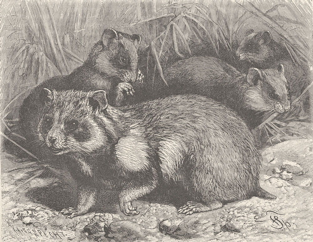 RODENTS. The hamster 1894 old antique vintage print picture