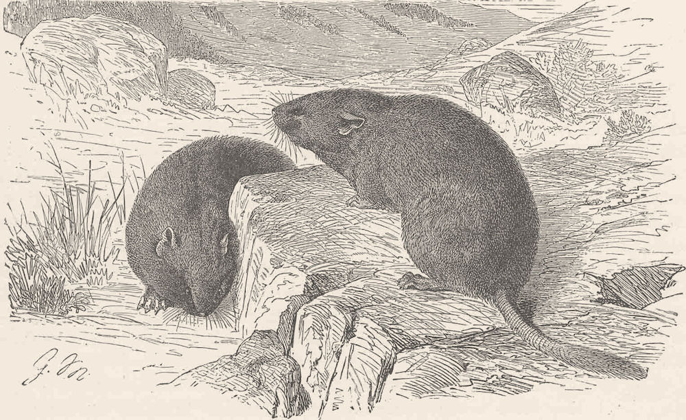 Associate Product RODENTS. The alpine vole 1894 old antique vintage print picture