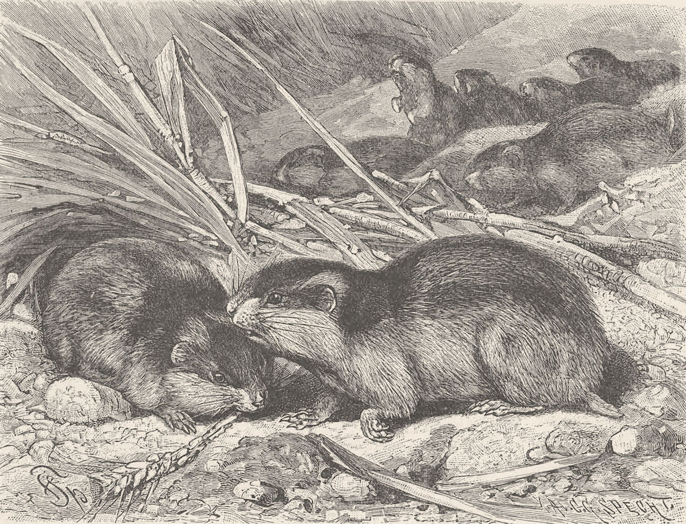 RODENTS. Norwegian lemmings migrating 1894 old antique vintage print picture