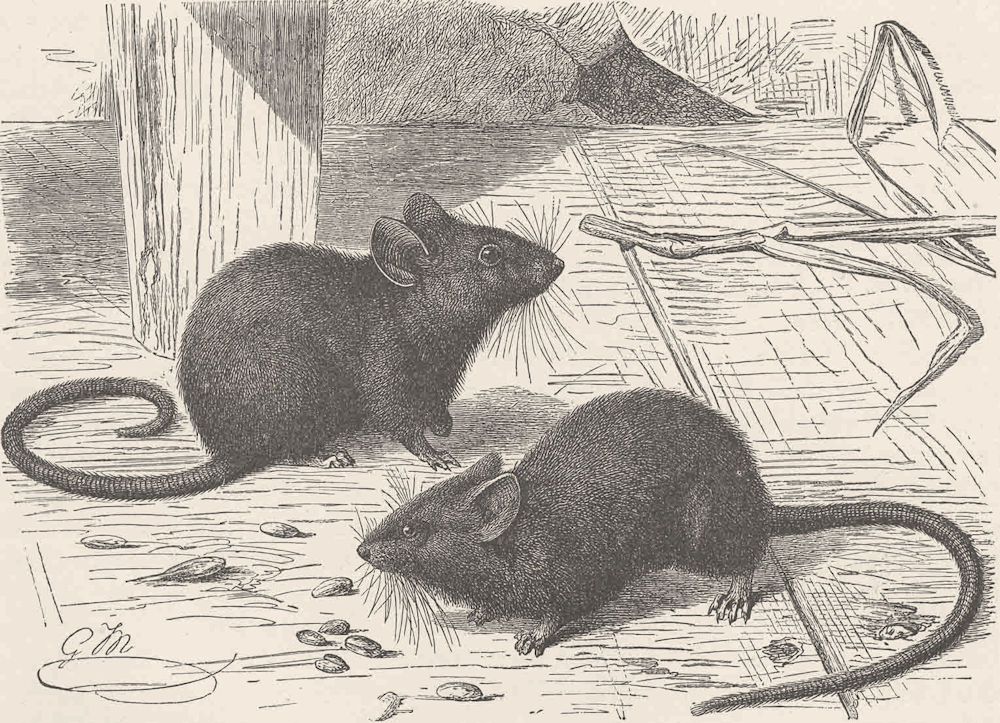 RODENTS. The house mouse 1894 old antique vintage print picture