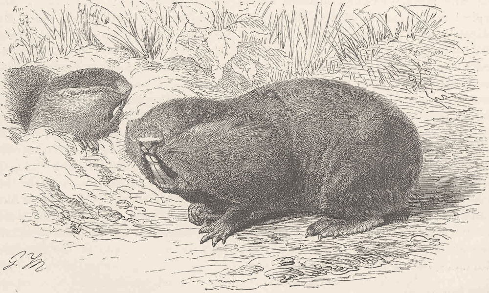 MOLES. The great mole-rat 1894 old antique vintage print picture