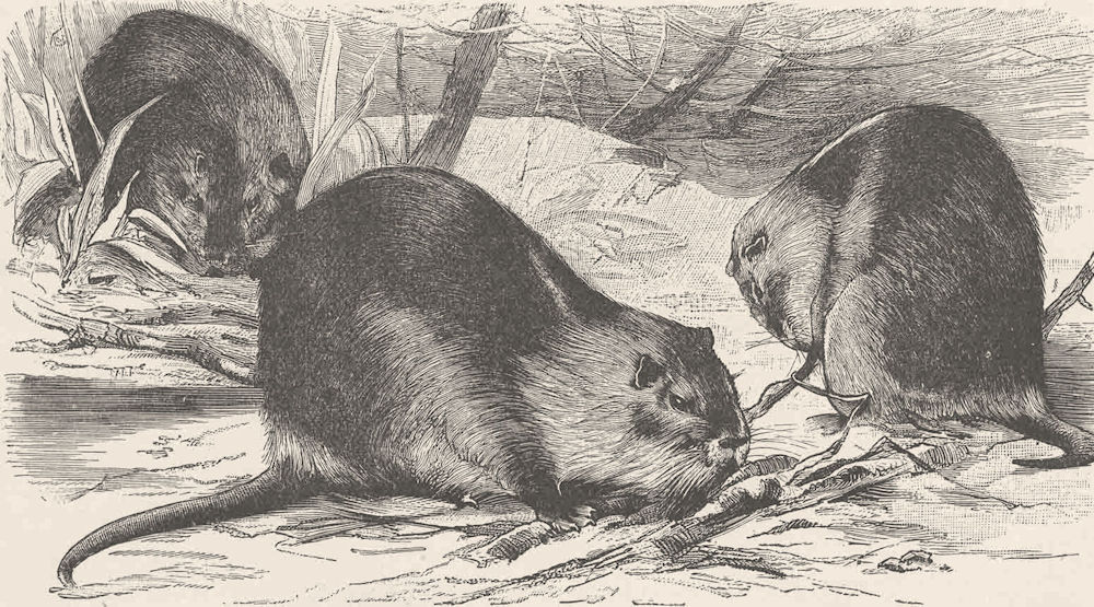 RODENTS. The coypu 1894 old antique vintage print picture