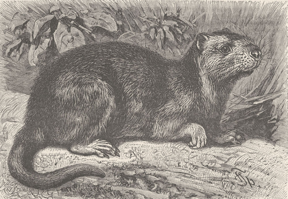 RODENTS. The Hutia-Couga 1894 old antique vintage print picture