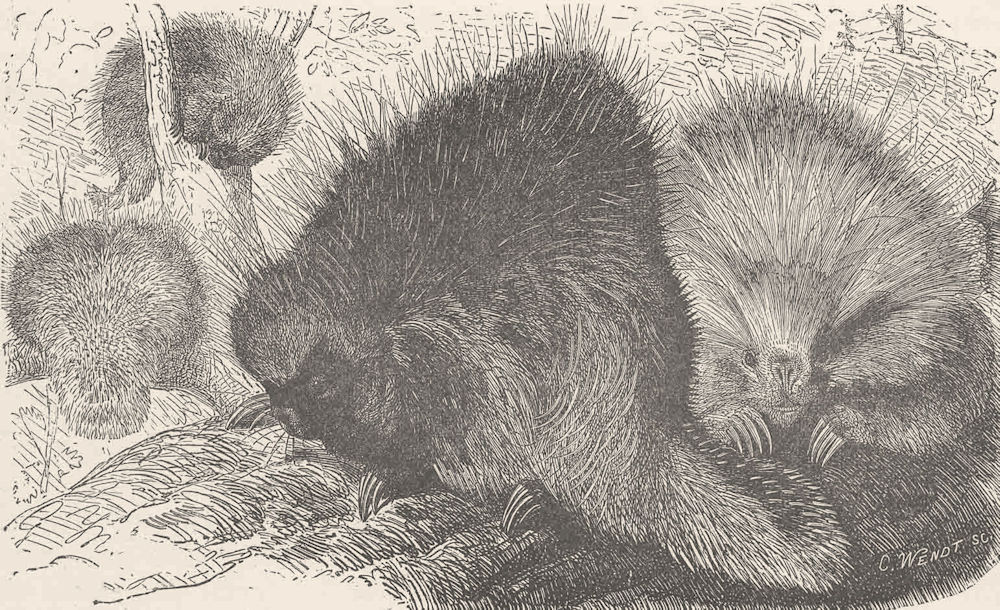 RODENTS. The Canadian porcupine. Canada 1894 old antique vintage print picture