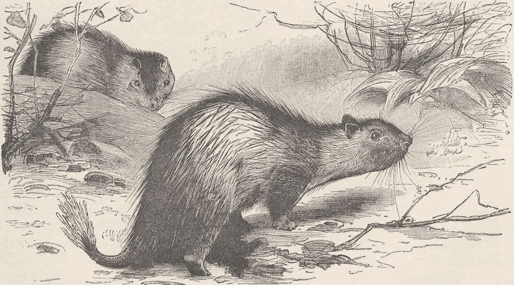 RODENTS. African brush-tailed porcupine 1894 old antique vintage print picture