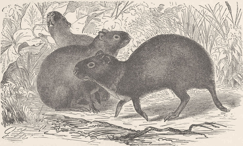 RODENTS. The common Aguti 1894 old antique vintage print picture