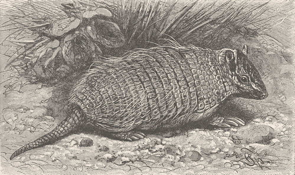 EDENTATES. Weasel-headed armadillo 1894 old antique vintage print picture