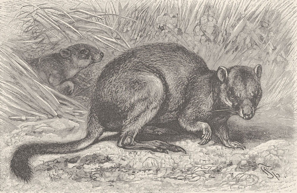 MARSUPIALS. Brush-tailed rat-kangaroo 1894 old antique vintage print picture