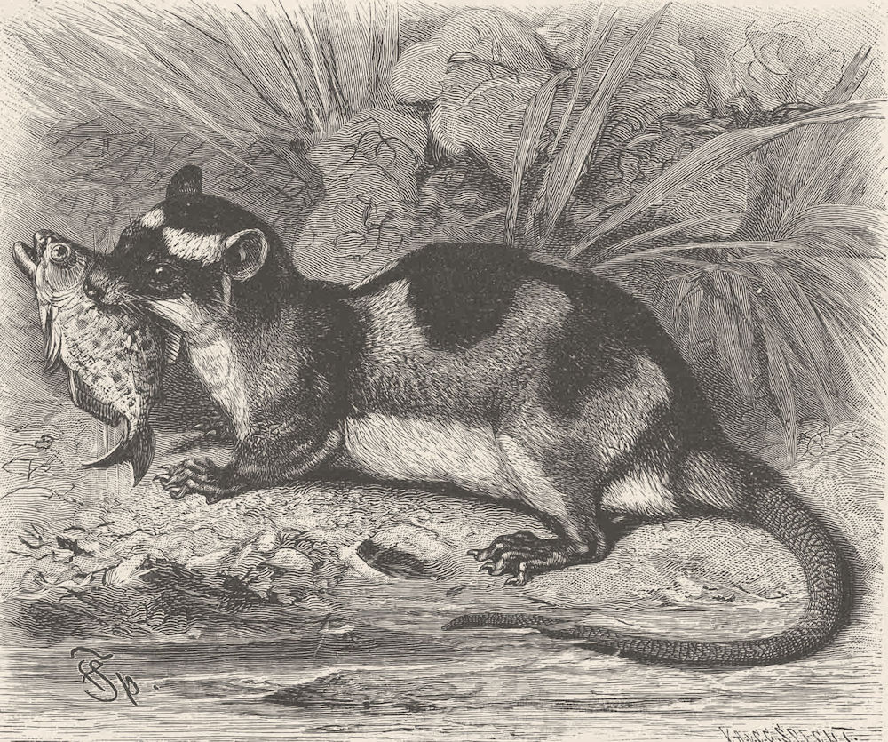 MARSUPIALS. Water-opossum 1894 old antique vintage print picture
